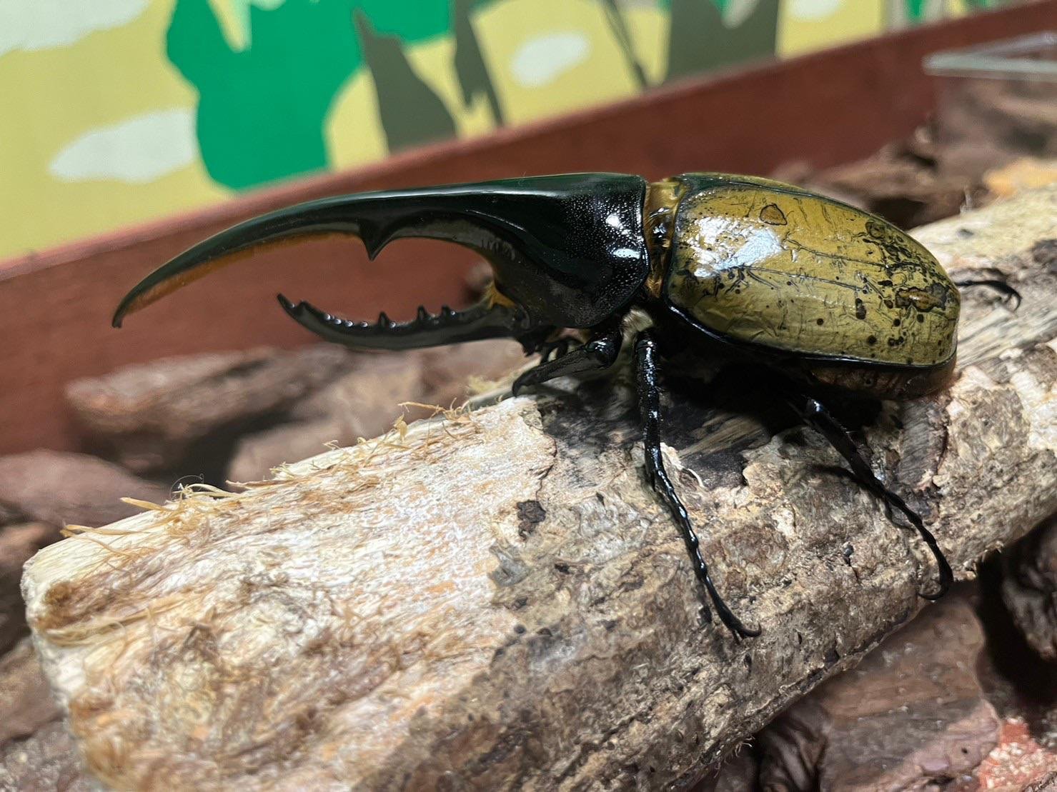 🦋 호쿠토시 오오무라사키 센터 (호쿠토시 오오무라사키 센타) 이미지 9